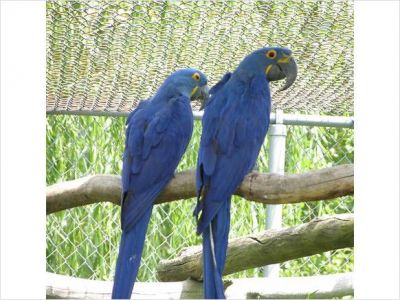 Talking Pair Of Hyacinth Macaw Parrots
