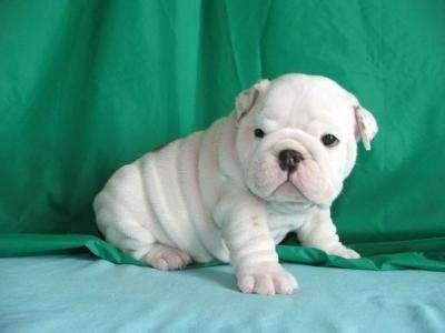 Beautiful English Bulldog puppies for free re homing