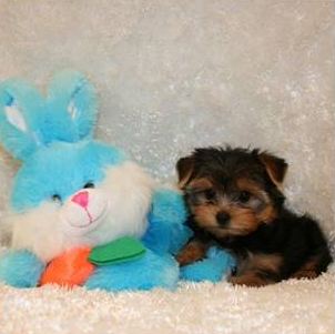 Beatiful Teacup Yorkies for Adoption