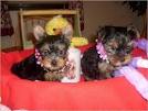 Two Teacup Yorkie Puppies For Adoption ?