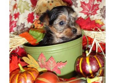 Sweet and Lovely Yorkshire Terrier Puppies