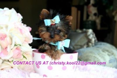 Home Trained Male and Female Teacup Yorkie Puppies for adoption