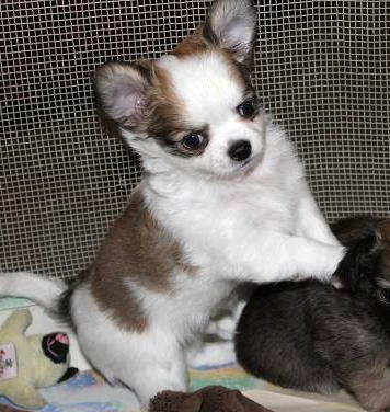 Male and female chihuahua puppies .