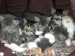 Half Siberian Kittens For Sale