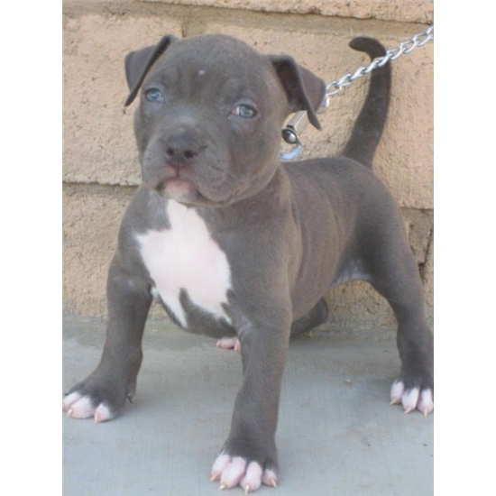 American puppy Pitbull Blue line