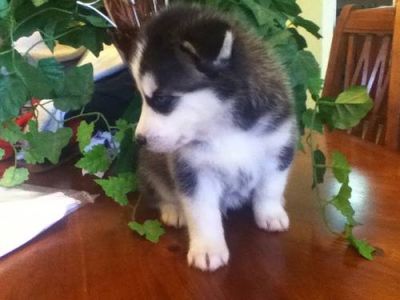 Adorable Siberian Husky with bule eyes Puppies for adoption for x mas