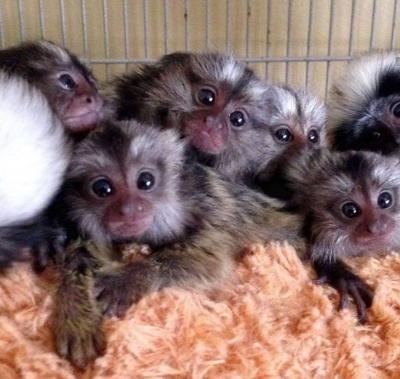  Finger Marmoset Monkeys for sale