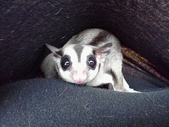 sugar gliders for sale