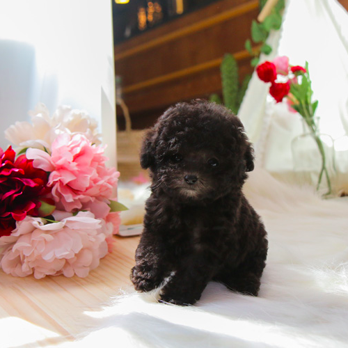 Sweet Toy Poodle puppies for adoption