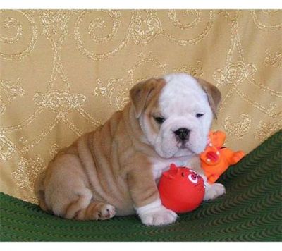 HEALTHY Bulldog Puppy For Sale