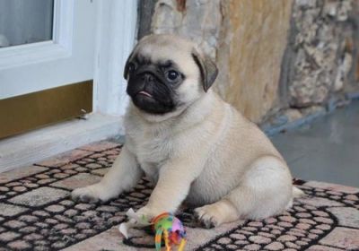 Crate Trained Pug Puppies For Sale