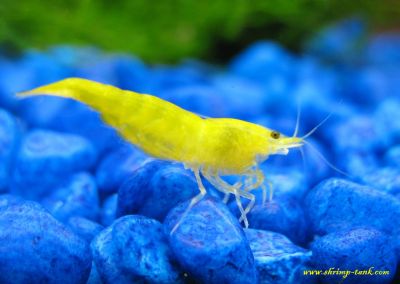 Golden yellow shrimps, freshwater aquarium shrimp