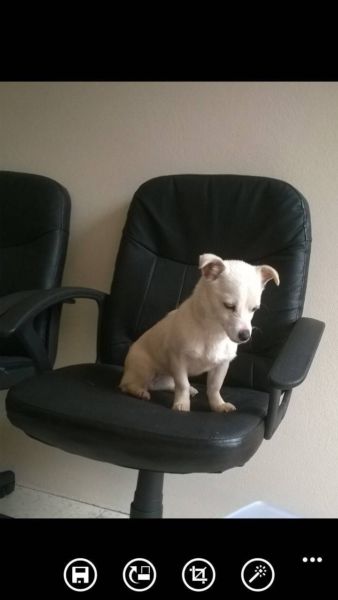 Chocolate and white chihuahua  puppies 12weeks