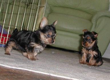 Adorable Teacup Yorkie puppies for Free home adoption 