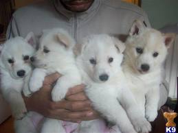siberian husky puppies for sale