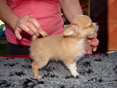 Chihuahua longhaired puppies