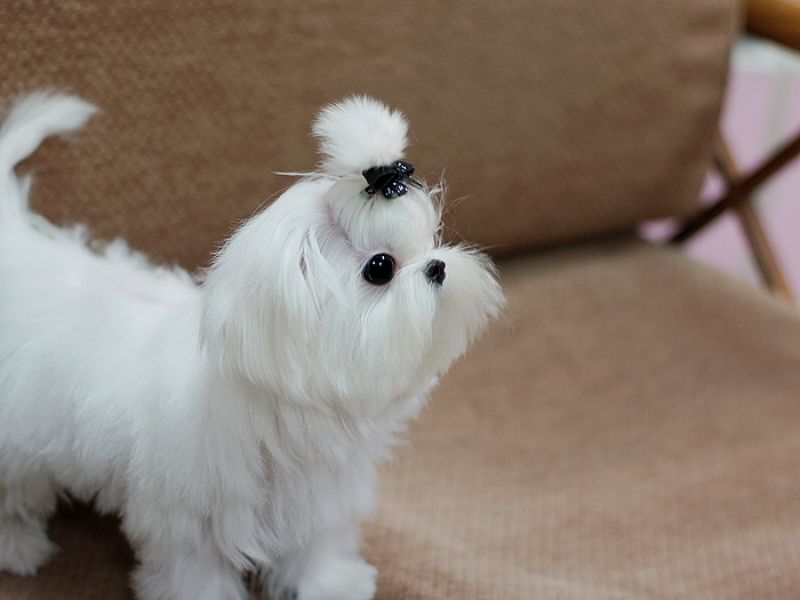 Champion Tea Cup Maltese Male and Female for SALE