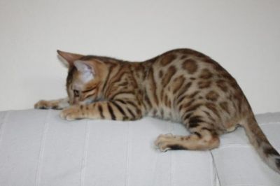 Bengal Kittens, TICA registered.