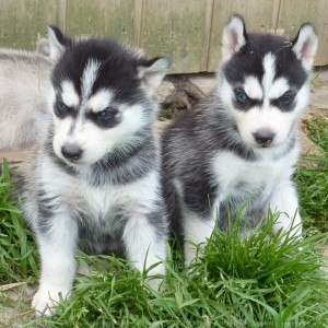 Male and Female Siberian Husky Puppies for sale contct for more info {stephenjame12@gmail.com}