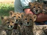 Well Tamed Cheetah cubs,Tiger Cubs and Fennec Fox For Sale