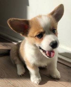 Corgi Welsh Puppies Available