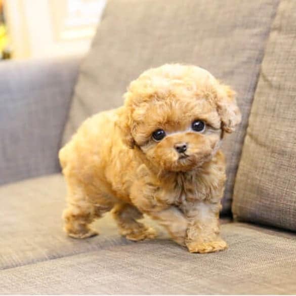Sweet Toy Poodle puppies for adoption