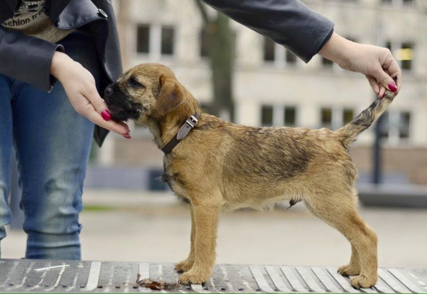 Border terrier