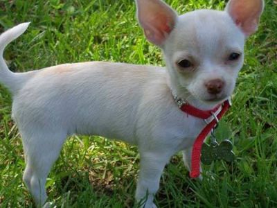 Top ranking chihuahua puppies for an honest home.
