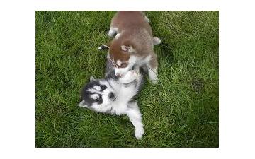 Gorgeous Siberian Husky Puppies