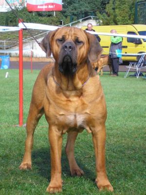 TOSA INU kennel BIRENGO accepts records for puppies