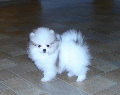 New litter tiny micro teacup pomeranian puppies/stunning Text us at (707) 744-6166