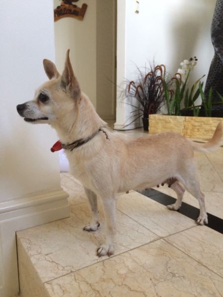 Chocolate and white chihuahua  puppies 12weeks