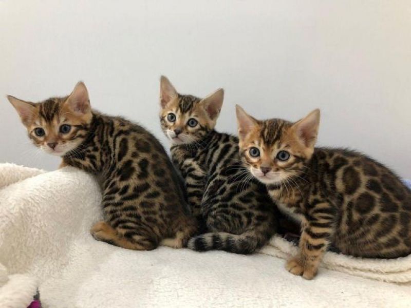Sphynx and Bengal  kittens available for adoption