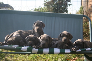 Great Dane Blue Puppies