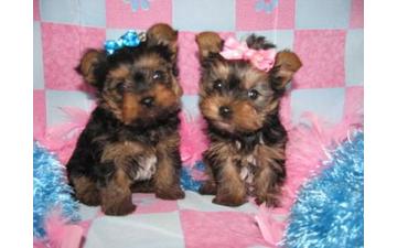 Absolutely Gorgeous Tcup yorkie pups!!!! Ready For New Good Home