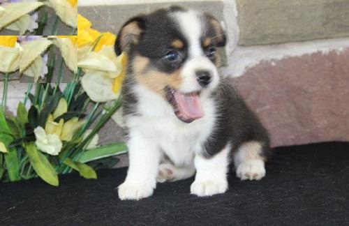   Top quality Pembroke Welsh Corgi Puppies for adption