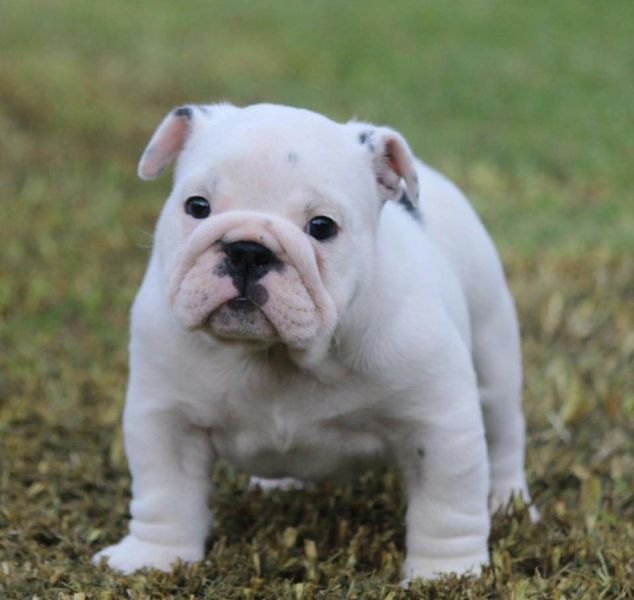 Lovely English Bulldog Puppies for sale