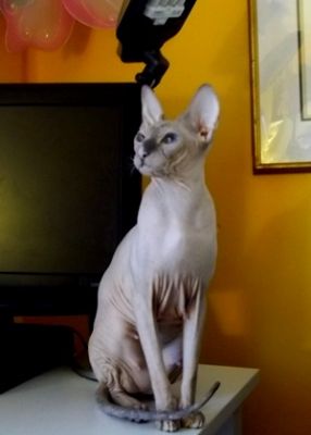 HAIRLESS Don Sphynx and Peterbald KITTENS