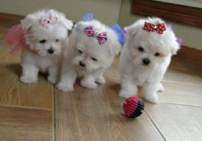 Cute Maltese Pups Ready To Go