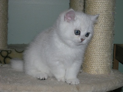 sooooooooo cute british shorthair kitten for X Mas