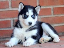 Husky puppies 2 females 4 males