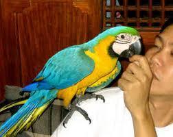 blue and gold macaw parrots for adoption