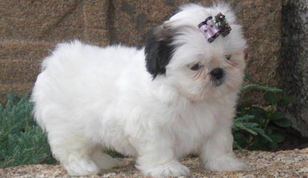  Beautiful Imperial Shih Tzu Puppies for Adoption