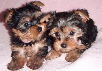 Tea  Cup Yorkie Puppy Babies For Free Adoption.