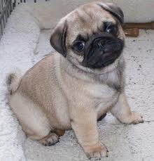  Healthy Pug puppies For Re-Homing 