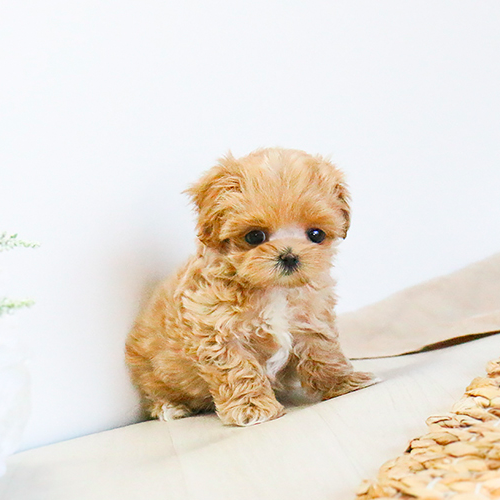 Adorable Toy Poodle puppies for sale,