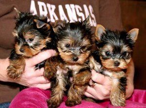 WELL TAMED TEACUP YORKIE PUPPIES FOR FREE ADOPTION