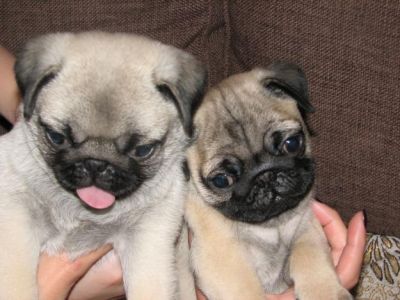 Beautiful Male and Female Pug puppies!!!