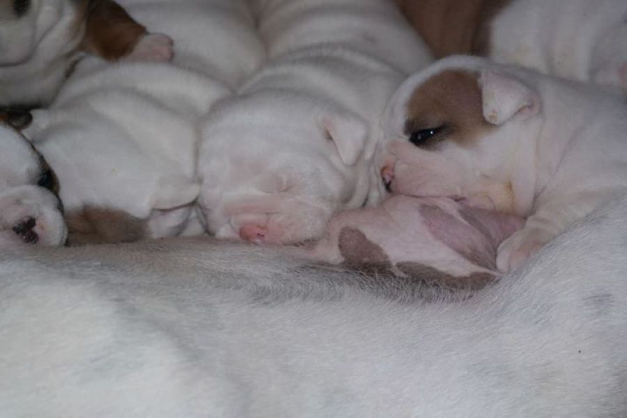 English bulldog Puppies