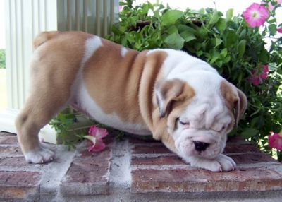ajaj  Bulldog puppies for sale